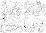 Set Of Cute arctic Animals Coloring Page Penguins walrus White  sketch template