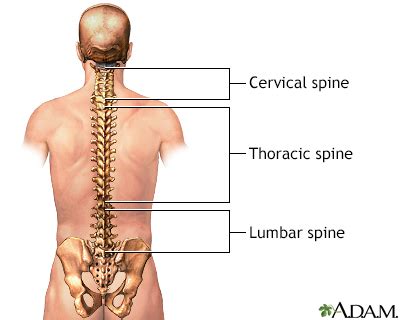 Apl X Ray / Mandible X Rays : Different endstations can be attached to open ports.