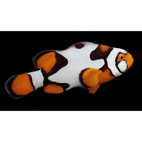 Clownfish, Biota Captive Bred Picasso Clownfish MD (Amphiprion ocellaris) – Advanced Aquatic ...