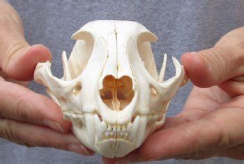 Real caracal skulls for Sale