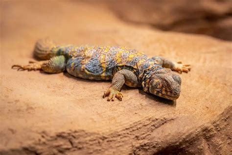 Top 5 Best (Safe) Substrates for Uromastyx - ReptileHow.com