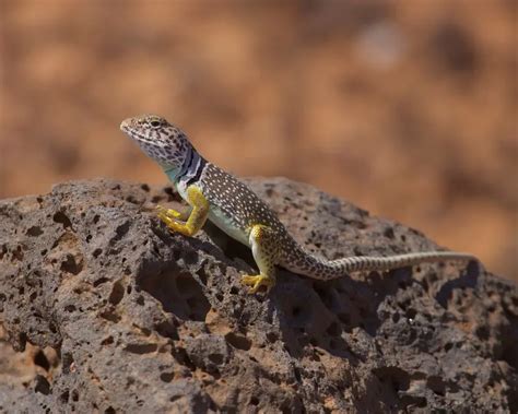 Common Collared Lizard - Facts, Diet, Habitat & Pictures on Animalia.bio