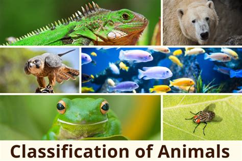 What Are the Classification of Animals? | Earth Reminder