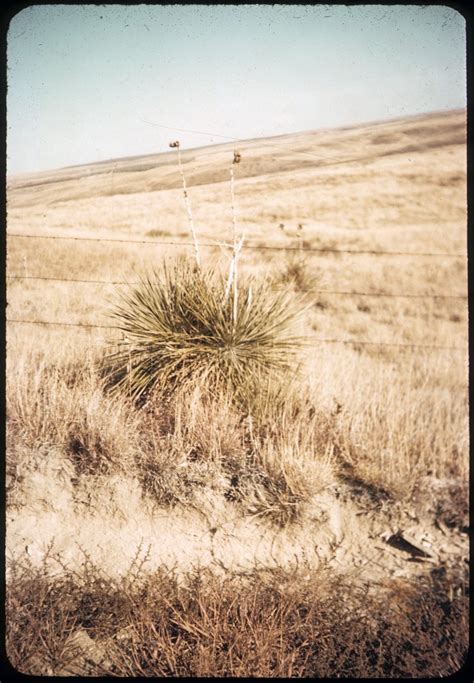 Landscape in Russell County, Kansas - Kansas Memory - Kansas Historical Society