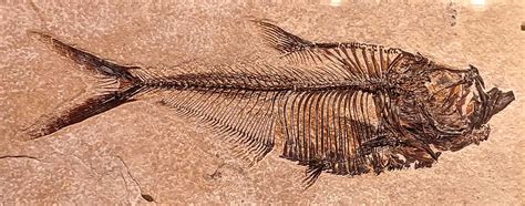 Louisville Fossils and Beyond: Diplomystus dentatus Fish Fossil