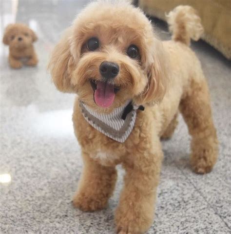 Mastering the Art of Best Toy Poodle Grooming: Tips and Tricks for a Show-Stopping Look - Paws ...