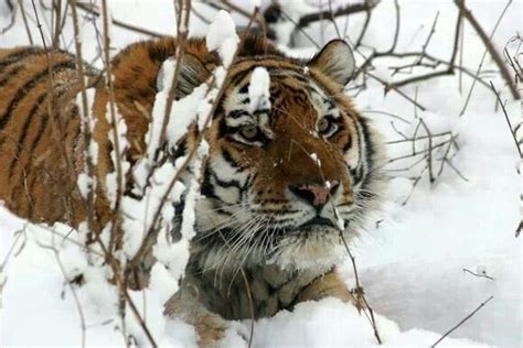 Resting in the Snow | Amur tiger, Tiger habitat, Tiger