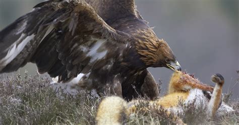 Pictures Blog: Golden Eagle Hunting Wolf