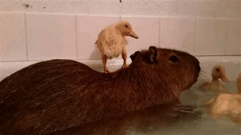 Capybaras GIFs - Get the best GIF on GIPHY