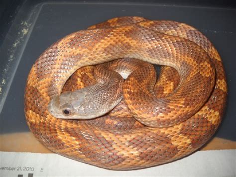 Kingsnake.com - Herpforum - RE: T Negative Albino Texas Ratsnake?