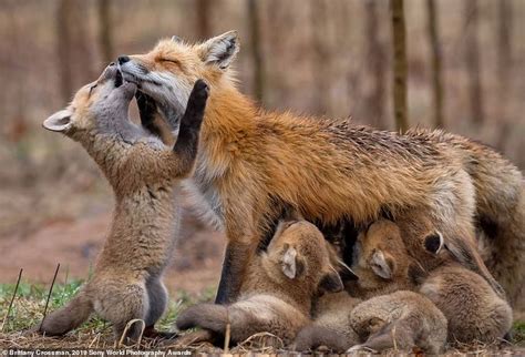 Adorable Fox Family: A Heartwarming Story