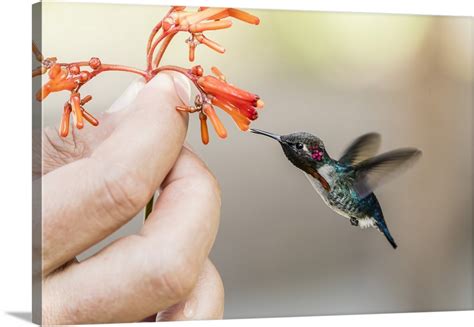 A wild adult male bee hummingbird, attracted to hand-held flower Wall Art, Canvas Prints, Framed ...