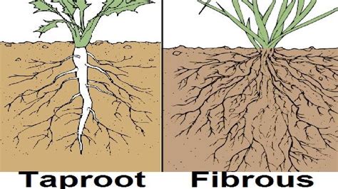 Diagram Of Root System