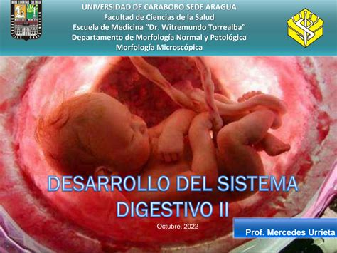 Desarrollo Embrionario Del Sistema Digestivo Sistema - vrogue.co