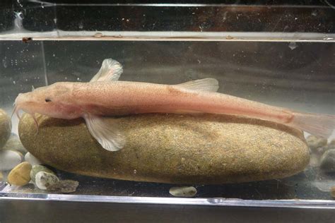 First ever cavefish discovered in Europe evolved super-fast | New Scientist