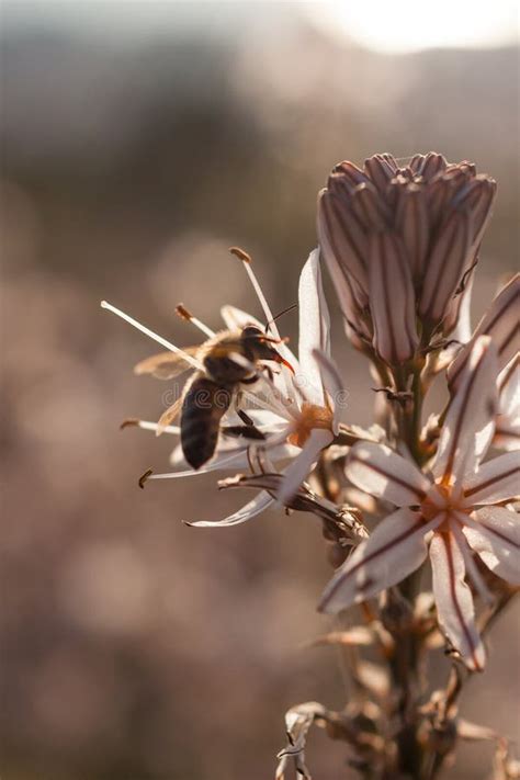 Close Up of Worker Bee Pollinating a Wildflower during Spring Stock Photo - Image of colored ...