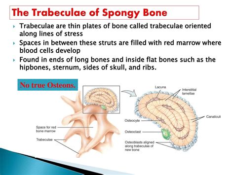 PPT - BONE HISTOLOGY PowerPoint Presentation, free download - ID:9540253