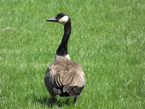 Canadian Goose Free Stock Photo - Public Domain Pictures