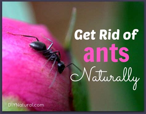 How to Get Rid of Ants Naturally with Homemade Ant Bait That Works!