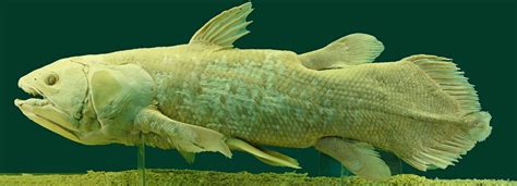 Coelacanth genome surfaces | Broad Institute of MIT and Harvard