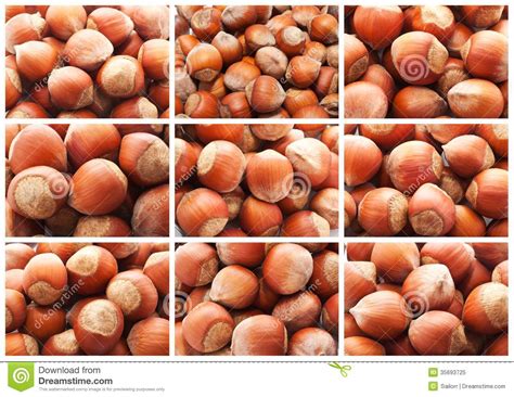 Hazelnuts or filbert nuts stock image. Image of seed - 35693725