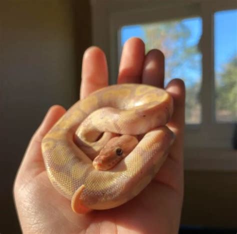 Banana Ball Python Morph (9 Stunning Photos + Info)