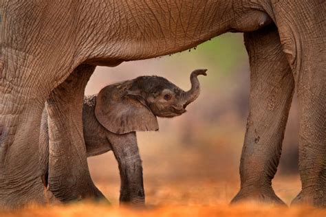 10 Amazing Facts About Baby Elephants - Animal Corner