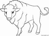Bison Coloring Pages 32 Free Printables  ColoringAll sketch template