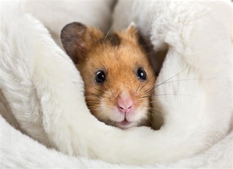 Syrian Hamster Care Sheet | PetMD