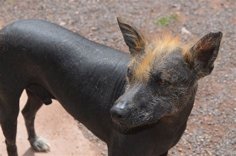 A Country Like No Other - Top 10 Wildlife of Peru to Discover