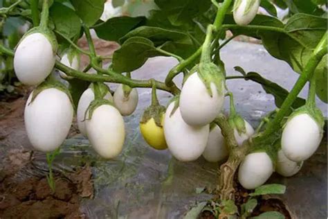 How To Grow White Eggplant - Plant Instructions