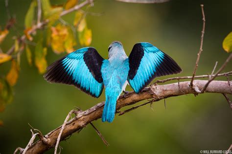 Woodland Kingfisher | Will Burrard-Lucas