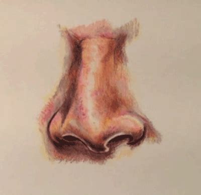 Nose Colored Pencils | Nose drawing, Colored pencils, Drawings
