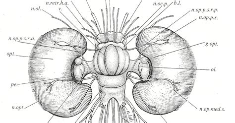 Cephalove: A View of the Octopus Brain.