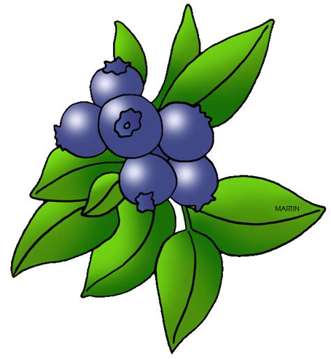 Blueberry clipart blueberry bush, Blueberry blueberry bush Transparent ...