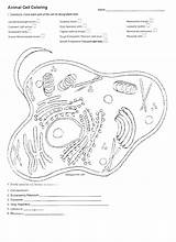 Plant Cell Coloring Page At GetDrawings  Free Download sketch template