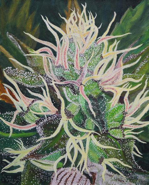 Ms. Universe #6 - Cannabis Bud Painting by Anita Toke - Fine Art America