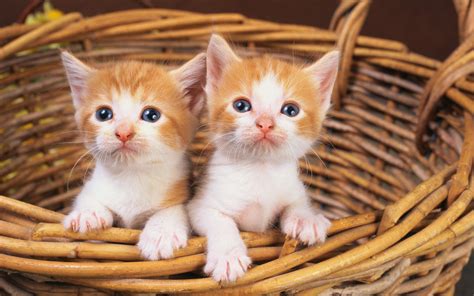 Wallpaper : kittens, whiskers, basket, kitten, pair, vertebrate, cat like mammal, small to ...