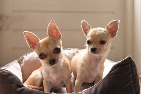 Light Brown Teacup Chihuahua