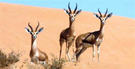 Dubai Desert Conservation Reserve Timing, Entry Fees, Historyh