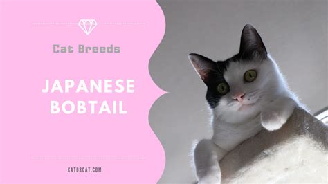 Japanese Bobtail Breed - Facts, Origin, History and Personality Traits