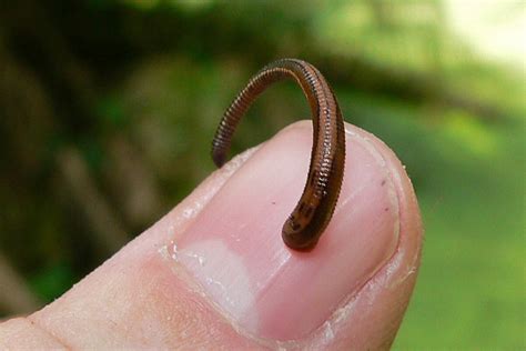 The bloodthirsty land leeches of Asia | Earth Archives