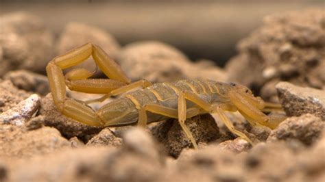 The Most Venomous Scorpion In North America Is Right Here In Arizona | iHeart