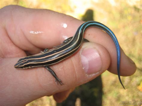 Common Five-Lined Skink (Plestiodon fasciatus) - Psychotic Nature