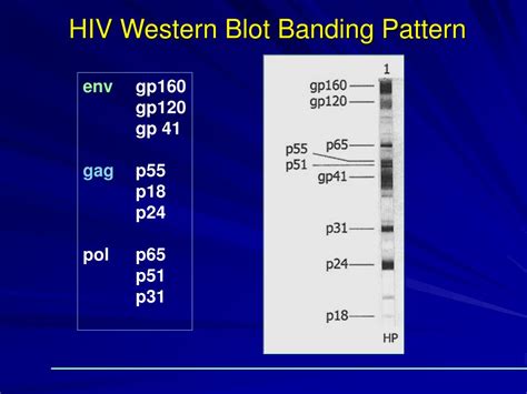 PPT - HIV TESTING TECHNOLOGIES ELISA / WESTERN BLOT PowerPoint ...