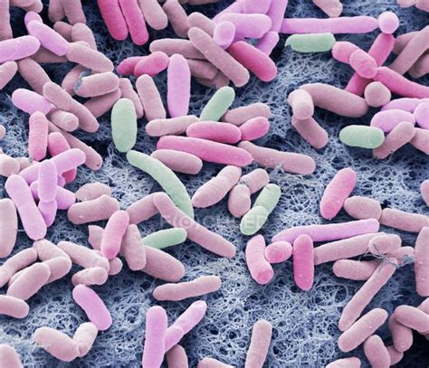 Colored scanning electron micrograph of rod-shaped Gram-negative bacteria Escherichia coli ...