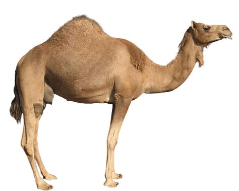 Small Camel Transparent PNG - PNG Play