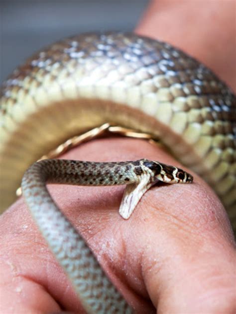 ER or Not: Bit By a Non-Poisonous Snake | University of Utah Health