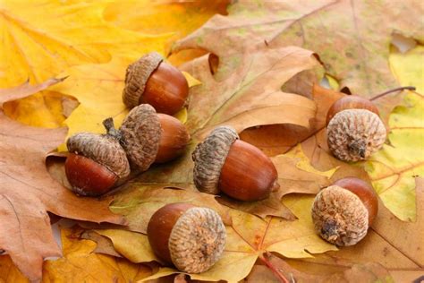 9 Amazing Fallen Acorn Uses (And What to Do With Them) - Tree Journey