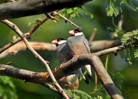 Introduced Birds of the Big Island, Hawaii: Song Birds | Big island ...